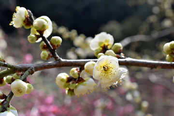 春の訪れを告げる梅の花