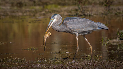 Great Blue Heron with a catfish catch