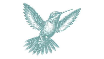 hummingbird vector   bird vector   hummingbird illustration   hummingbird silhouette   hummingbird tattoo   hummingbird engraving   hummingbird drawing © CROP MEDIA
