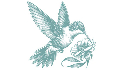 hummingbird vector | bird vector | hummingbird illustration | hummingbird silhouette | hummingbird tattoo | hummingbird engraving | hummingbird drawing