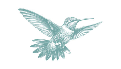 hummingbird vector | bird vector | hummingbird illustration | hummingbird silhouette | hummingbird tattoo | hummingbird engraving | hummingbird drawing