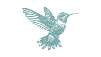 hummingbird vector   bird vector   hummingbird illustration   hummingbird silhouette   hummingbird tattoo   hummingbird engraving   hummingbird drawing © CROP MEDIA