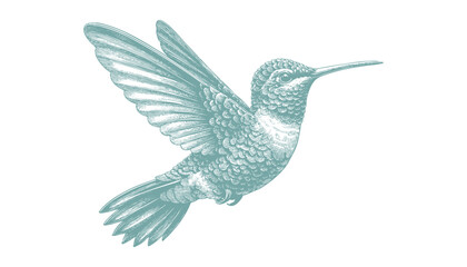 hummingbird vector | bird vector | hummingbird illustration | hummingbird silhouette | hummingbird tattoo | hummingbird engraving | hummingbird drawing