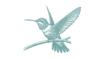 hummingbird vector | bird vector | hummingbird illustration | hummingbird silhouette | hummingbird tattoo | hummingbird engraving | hummingbird drawing