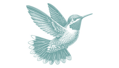 Obraz premium hummingbird vector | bird vector | hummingbird illustration | hummingbird silhouette | hummingbird tattoo | hummingbird engraving | hummingbird drawing