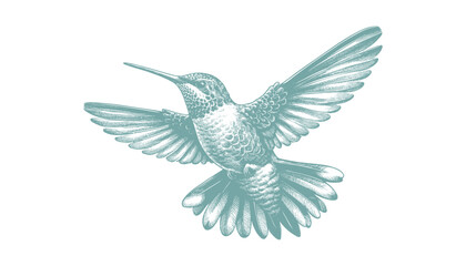 hummingbird vector | bird vector | hummingbird illustration | hummingbird silhouette | hummingbird tattoo | hummingbird engraving | hummingbird drawing