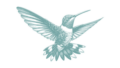 hummingbird vector | bird vector | hummingbird illustration | hummingbird silhouette | hummingbird tattoo | hummingbird engraving | hummingbird drawing