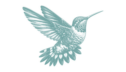 hummingbird vector | bird vector | hummingbird illustration | hummingbird silhouette | hummingbird tattoo | hummingbird engraving | hummingbird drawing