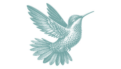 hummingbird vector   bird vector   hummingbird illustration   hummingbird silhouette   hummingbird tattoo   hummingbird engraving   hummingbird drawing © CROP MEDIA