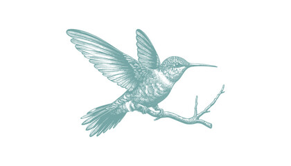 Fototapeta premium hummingbird vector | bird vector | hummingbird illustration | hummingbird silhouette | hummingbird tattoo | hummingbird engraving | hummingbird drawing
