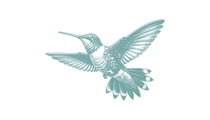 hummingbird vector | bird vector | hummingbird illustration | hummingbird silhouette | hummingbird tattoo | hummingbird engraving | hummingbird drawing
