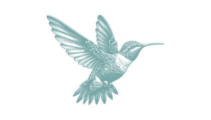 Obraz premium hummingbird vector | bird vector | hummingbird illustration | hummingbird silhouette | hummingbird tattoo | hummingbird engraving | hummingbird drawing