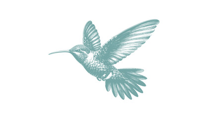 hummingbird vector | bird vector | hummingbird illustration | hummingbird silhouette | hummingbird tattoo | hummingbird engraving | hummingbird drawing