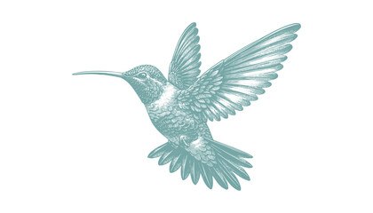 hummingbird vector | bird vector | hummingbird illustration | hummingbird silhouette | hummingbird tattoo | hummingbird engraving | hummingbird drawing