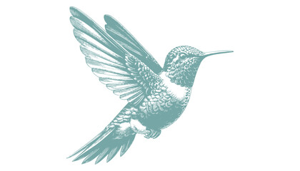 hummingbird vector | bird vector | hummingbird illustration | hummingbird silhouette | hummingbird tattoo | hummingbird engraving | hummingbird drawing
