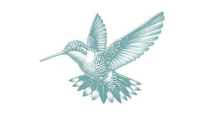 hummingbird vector | bird vector | hummingbird illustration | hummingbird silhouette | hummingbird tattoo | hummingbird engraving | hummingbird drawing