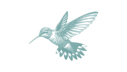 hummingbird vector | bird vector | hummingbird illustration | hummingbird silhouette | hummingbird tattoo | hummingbird engraving | hummingbird drawing