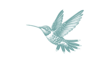 hummingbird vector | bird vector | hummingbird illustration | hummingbird silhouette | hummingbird tattoo | hummingbird engraving | hummingbird drawing