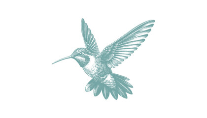 Obraz premium hummingbird vector | bird vector | hummingbird illustration | hummingbird silhouette | hummingbird tattoo | hummingbird engraving | hummingbird drawing