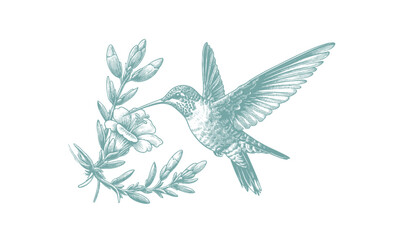 hummingbird vector | bird vector | hummingbird illustration | hummingbird silhouette | hummingbird tattoo | hummingbird engraving | hummingbird drawing
