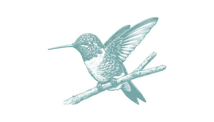 hummingbird vector | bird vector | hummingbird illustration | hummingbird silhouette | hummingbird tattoo | hummingbird engraving | hummingbird drawing