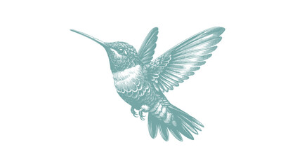 hummingbird vector | bird vector | hummingbird illustration | hummingbird silhouette | hummingbird tattoo | hummingbird engraving | hummingbird drawing
