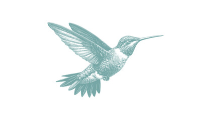 Fototapeta premium hummingbird vector | bird vector | hummingbird illustration | hummingbird silhouette | hummingbird tattoo | hummingbird engraving | hummingbird drawing