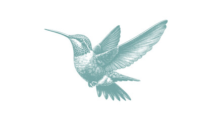 hummingbird vector | bird vector | hummingbird illustration | hummingbird silhouette | hummingbird tattoo | hummingbird engraving | hummingbird drawing