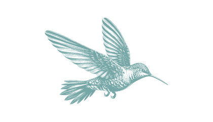 hummingbird vector | bird vector | hummingbird illustration | hummingbird silhouette | hummingbird tattoo | hummingbird engraving | hummingbird drawing