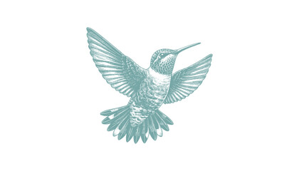 Fototapeta premium hummingbird vector | bird vector | hummingbird illustration | hummingbird silhouette | hummingbird tattoo | hummingbird engraving | hummingbird drawing