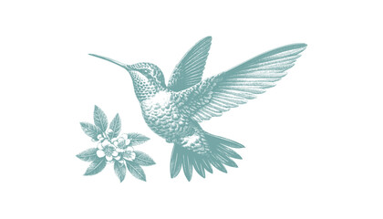 hummingbird vector | bird vector | hummingbird illustration | hummingbird silhouette | hummingbird tattoo | hummingbird engraving | hummingbird drawing