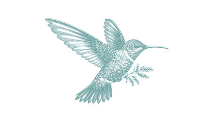 Obraz premium hummingbird vector | bird vector | hummingbird illustration | hummingbird silhouette | hummingbird tattoo | hummingbird engraving | hummingbird drawing