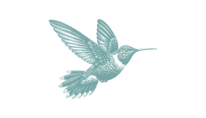 hummingbird vector | bird vector | hummingbird illustration | hummingbird silhouette | hummingbird tattoo | hummingbird engraving | hummingbird drawing