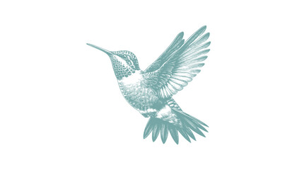hummingbird vector | bird vector | hummingbird illustration | hummingbird silhouette | hummingbird tattoo | hummingbird engraving | hummingbird drawing