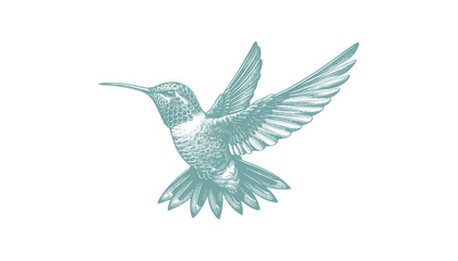 hummingbird vector | bird vector | hummingbird illustration | hummingbird silhouette | hummingbird tattoo | hummingbird engraving | hummingbird drawing