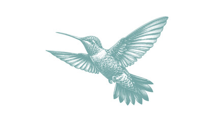 Obraz premium hummingbird vector | bird vector | hummingbird illustration | hummingbird silhouette | hummingbird tattoo | hummingbird engraving | hummingbird drawing