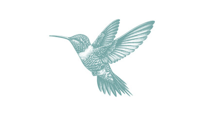 hummingbird vector | bird vector | hummingbird illustration | hummingbird silhouette | hummingbird tattoo | hummingbird engraving | hummingbird drawing