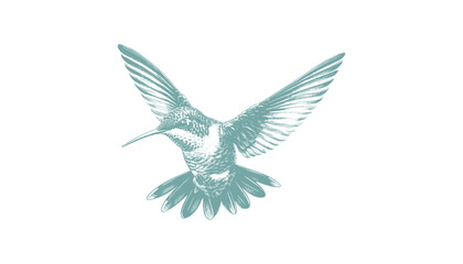 Obraz premium hummingbird vector | bird vector | hummingbird illustration | hummingbird silhouette | hummingbird tattoo | hummingbird engraving | hummingbird drawing