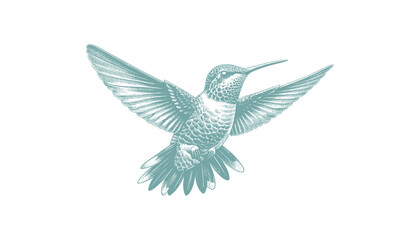 hummingbird vector | bird vector | hummingbird illustration | hummingbird silhouette | hummingbird tattoo | hummingbird engraving | hummingbird drawing