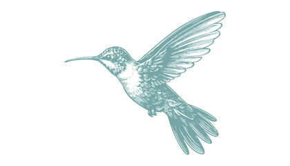 hummingbird vector | bird vector | hummingbird illustration | hummingbird silhouette | hummingbird tattoo | hummingbird engraving | hummingbird drawing