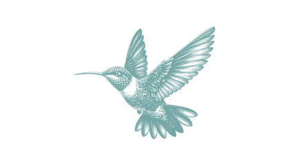 hummingbird vector | bird vector | hummingbird illustration | hummingbird silhouette | hummingbird tattoo | hummingbird engraving | hummingbird drawing