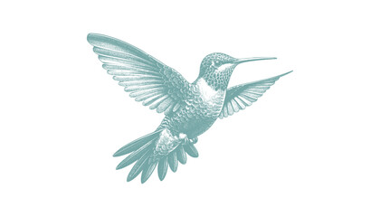 Obraz premium hummingbird vector | bird vector | hummingbird illustration | hummingbird silhouette | hummingbird tattoo | hummingbird engraving | hummingbird drawing