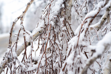 A tree covered in snow