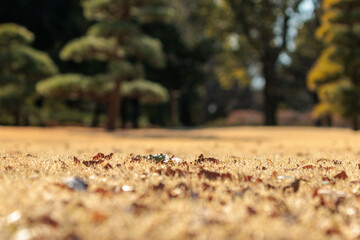 冬の公園の落ち葉と枯れた芝
