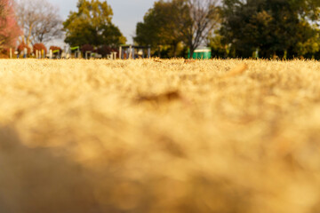 冬の公園の落ち葉と枯れた芝