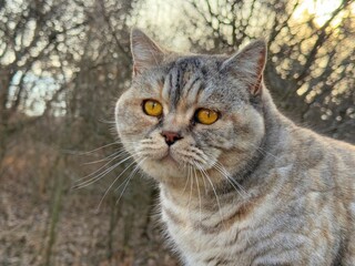 Portrait of pretty cat with bright eyes like amber.