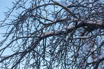 tree branches in winter day