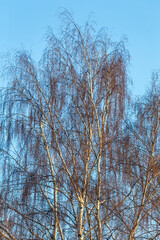 birch branches in winter against the sky