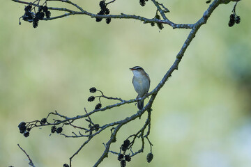 Schilfrohrsänger ( Acrocephalus schoenobaenus ) während der Balz	
