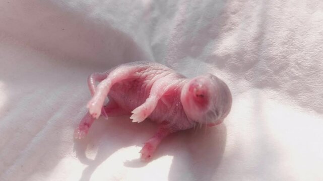 Baby Pinky Mouse Strugling